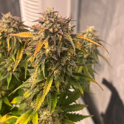 Planet of the Grapes growlog timeline photo