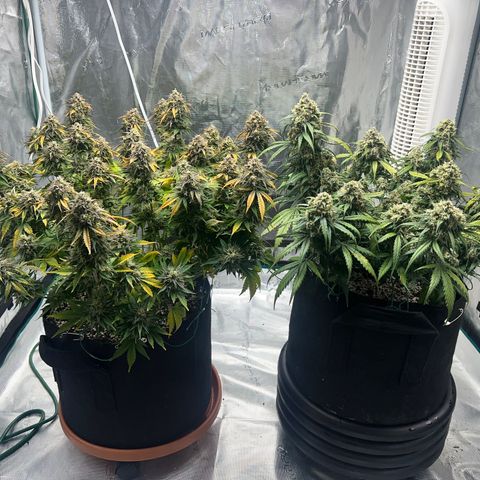 Planet of the Grapes growlog timeline photo