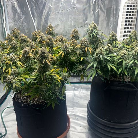 Planet of the Grapes growlog timeline photo