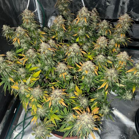 Planet of the Grapes growlog timeline photo
