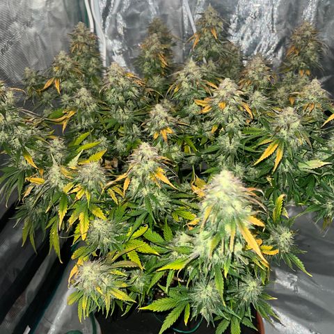 Planet of the Grapes growlog timeline photo