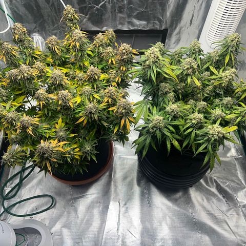 Planet of the Grapes growlog timeline photo