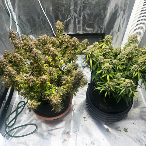 Planet of the Grapes growlog timeline photo