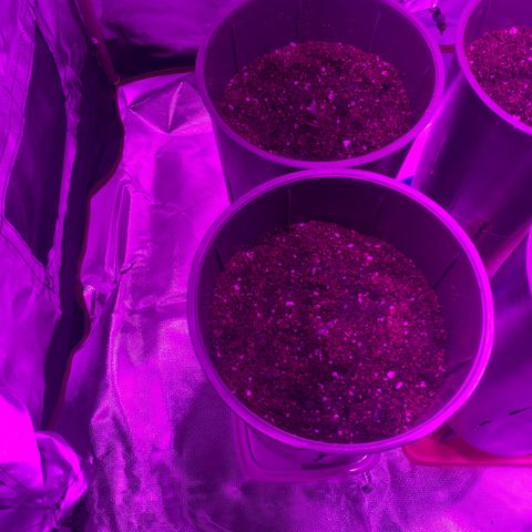 Amnesia X AK47 growlog photo: 200ml a cada una 