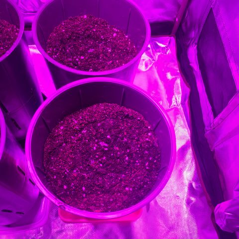 Vainilla Kush X Zkittlez growlog photo: 200ml a cada una