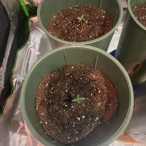 Amnesia X AK47 growlog photo: 250 ml de agua