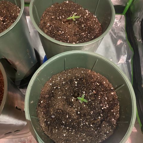 Vainilla Kush X Zkittlez growlog photo: 250ml c/u