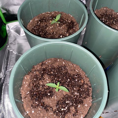Amnesia X AK47 growlog photo: 250ml de agua c/u