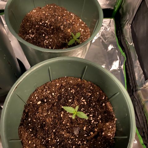 Vainilla Kush X Zkittlez growlog photo: 250ml c/u