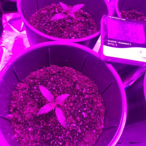 Amnesia X AK47 growlog photo: 250ml c/u