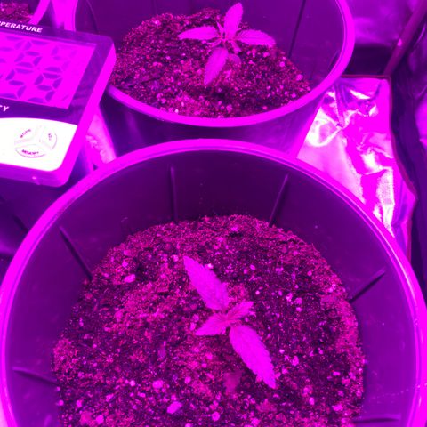 Vainilla Kush X Zkittlez growlog photo: 250ml c/u