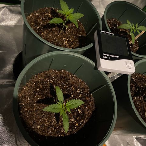 Amnesia X AK47 growlog photo: Se hizo regado