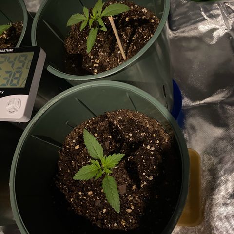 Vainilla Kush X Zkittlez growlog photo: Se regó 