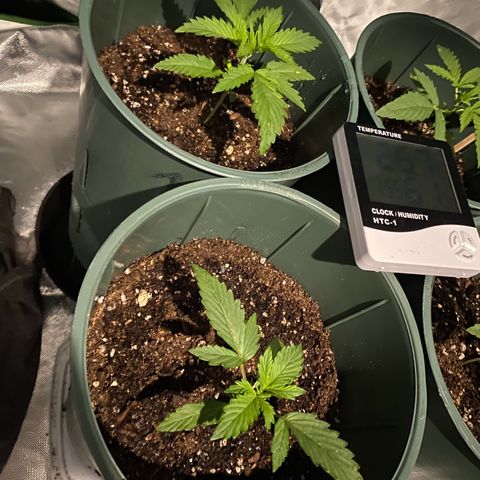 Amnesia X AK47 growlog timeline photo