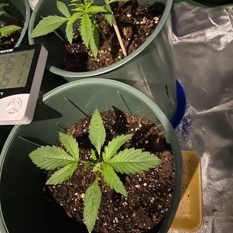 Vainilla Kush X Zkittlez growlog timeline photo
