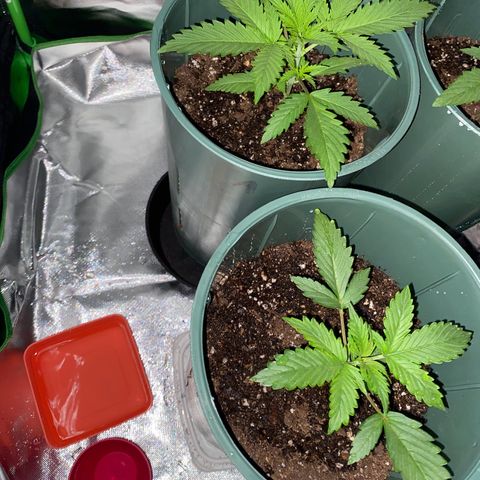 Amnesia X AK47 growlog photo: Se hizo regado