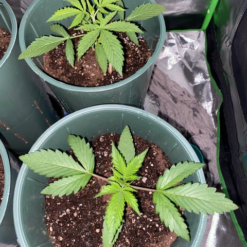 Vainilla Kush X Zkittlez growlog photo: Se hizo regado