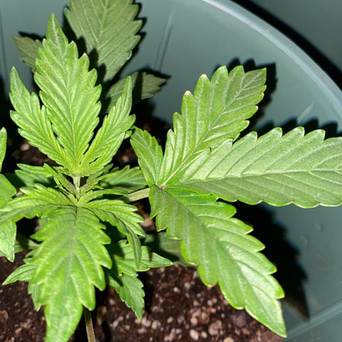 Amnesia X AK47 growlog photo: Se vio las puntas amarillas de la hoja