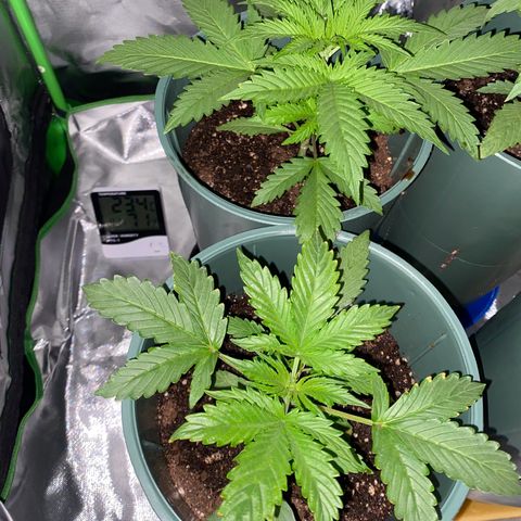 Amnesia X AK47 growlog timeline photo