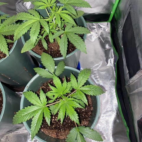 Vainilla Kush X Zkittlez growlog timeline photo