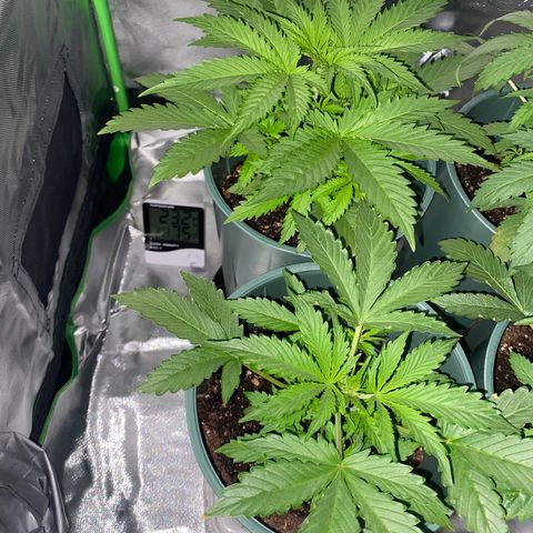 Amnesia X AK47 growlog timeline photo