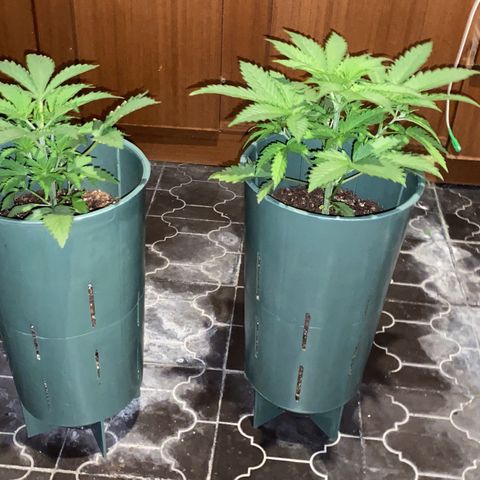 Amnesia X AK47 growlog timeline photo