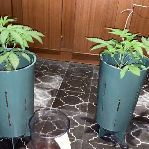 Vainilla Kush X Zkittlez growlog timeline photo