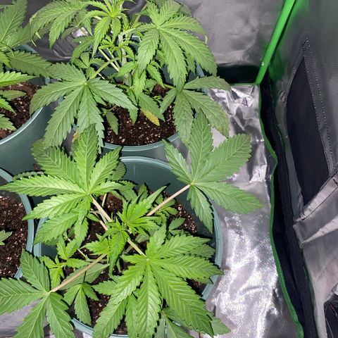 Vainilla Kush X Zkittlez growlog timeline photo