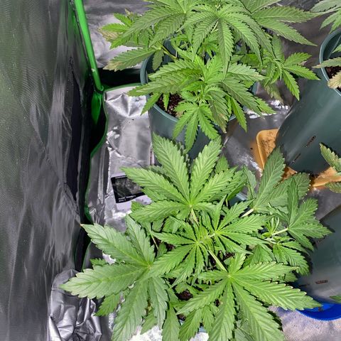 Amnesia X AK47 growlog timeline photo