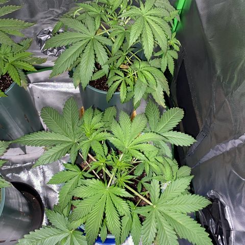 Vainilla Kush X Zkittlez growlog timeline photo