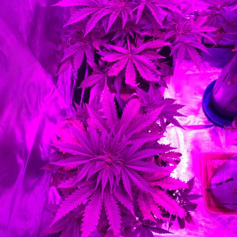 Amnesia X AK47 growlog timeline photo