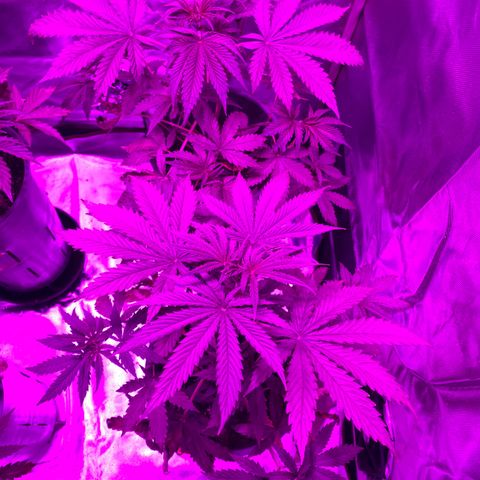 Vainilla Kush X Zkittlez growlog timeline photo