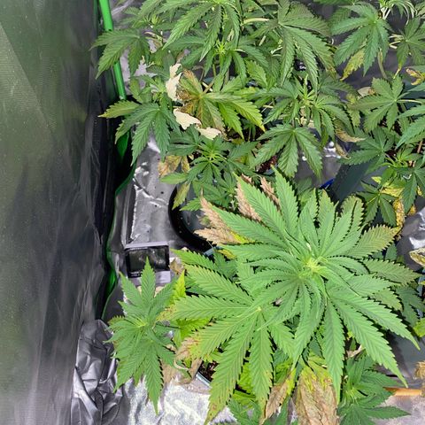 Amnesia X AK47 growlog timeline photo