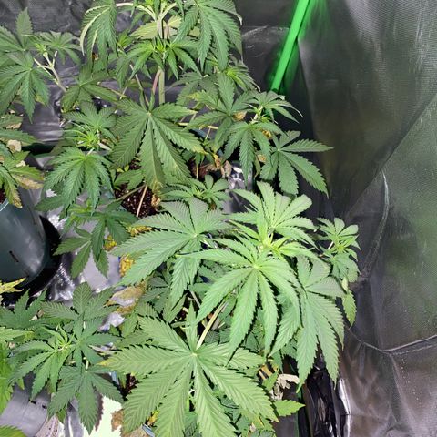 Vainilla Kush X Zkittlez growlog timeline photo