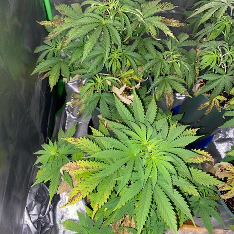 Amnesia X AK47 growlog timeline photo