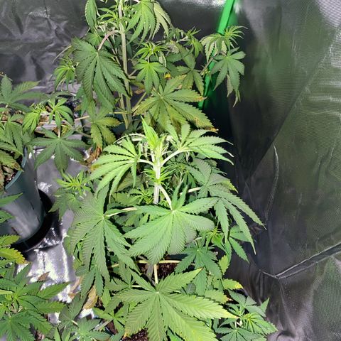 Vainilla Kush X Zkittlez growlog timeline photo