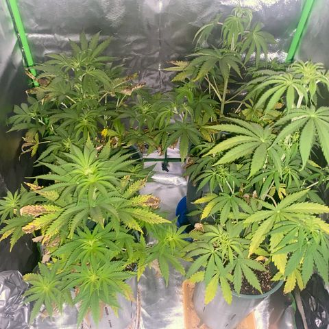 Amnesia X AK47 growlog timeline photo
