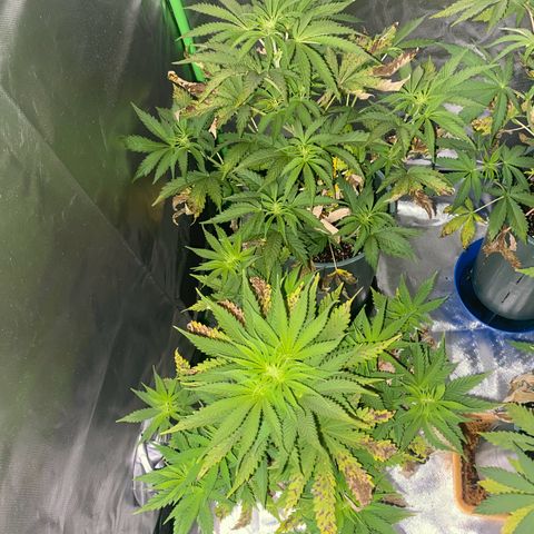 Amnesia X AK47 growlog timeline photo