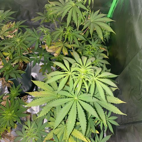 Vainilla Kush X Zkittlez growlog timeline photo