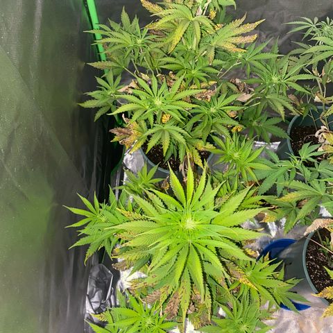 Amnesia X AK47 growlog timeline photo