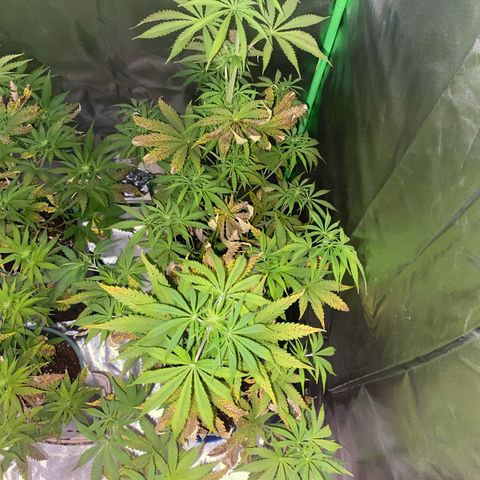 Vainilla Kush X Zkittlez growlog timeline photo