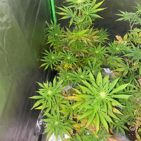 Amnesia X AK47 growlog timeline photo