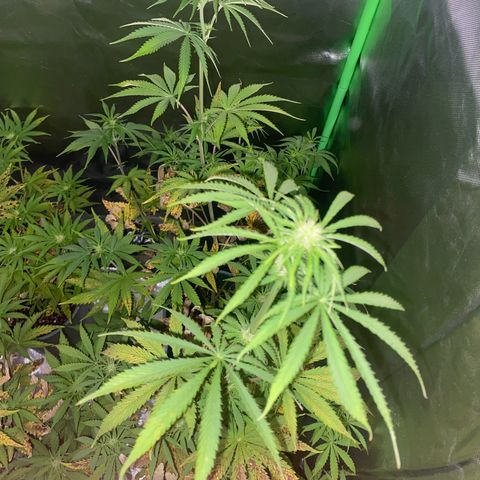 Vainilla Kush X Zkittlez growlog timeline photo