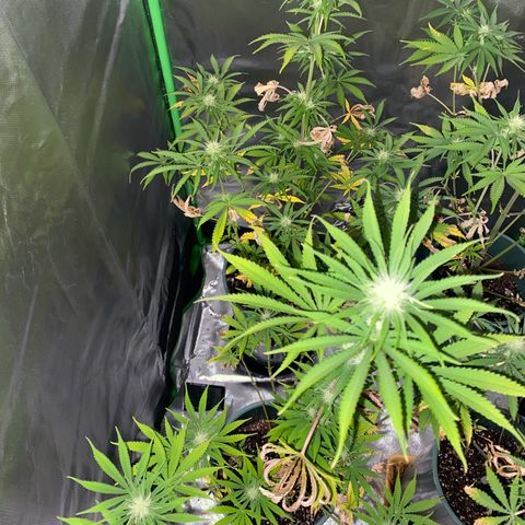 Amnesia X AK47 growlog timeline photo