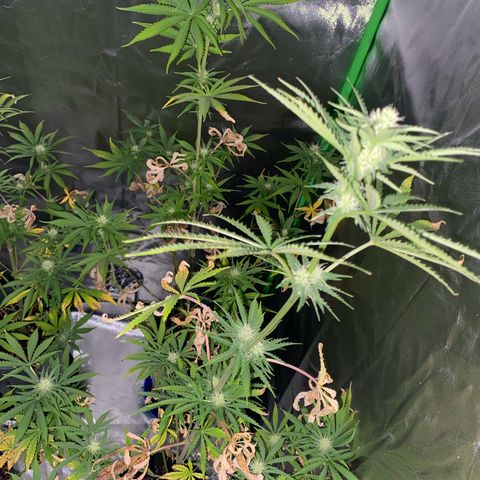 Vainilla Kush X Zkittlez growlog timeline photo