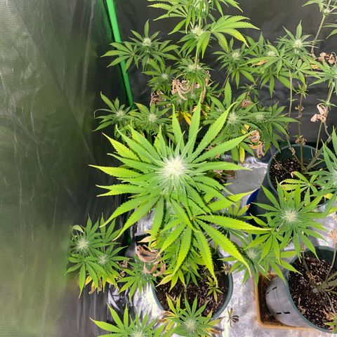 Amnesia X AK47 growlog timeline photo