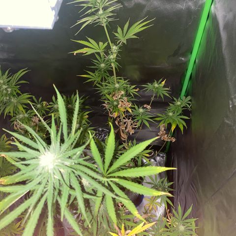Vainilla Kush X Zkittlez growlog timeline photo