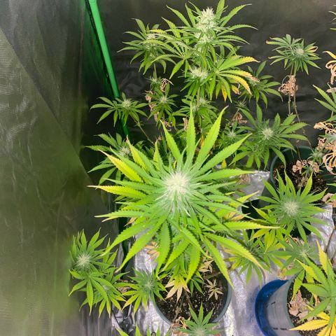 Amnesia X AK47 growlog timeline photo