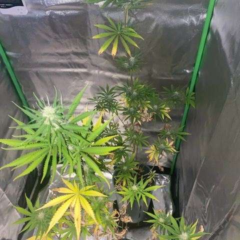 Vainilla Kush X Zkittlez growlog timeline photo