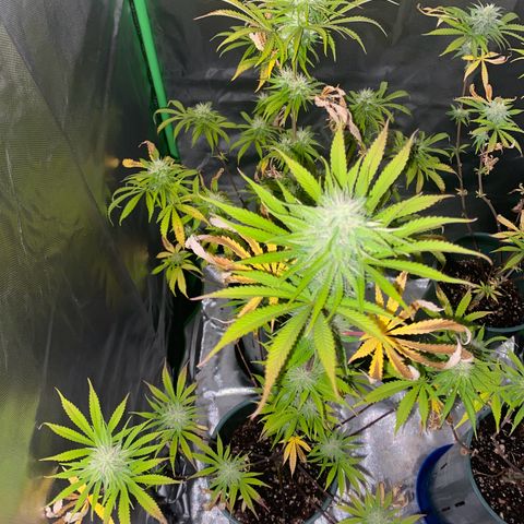 Amnesia X AK47 growlog timeline photo